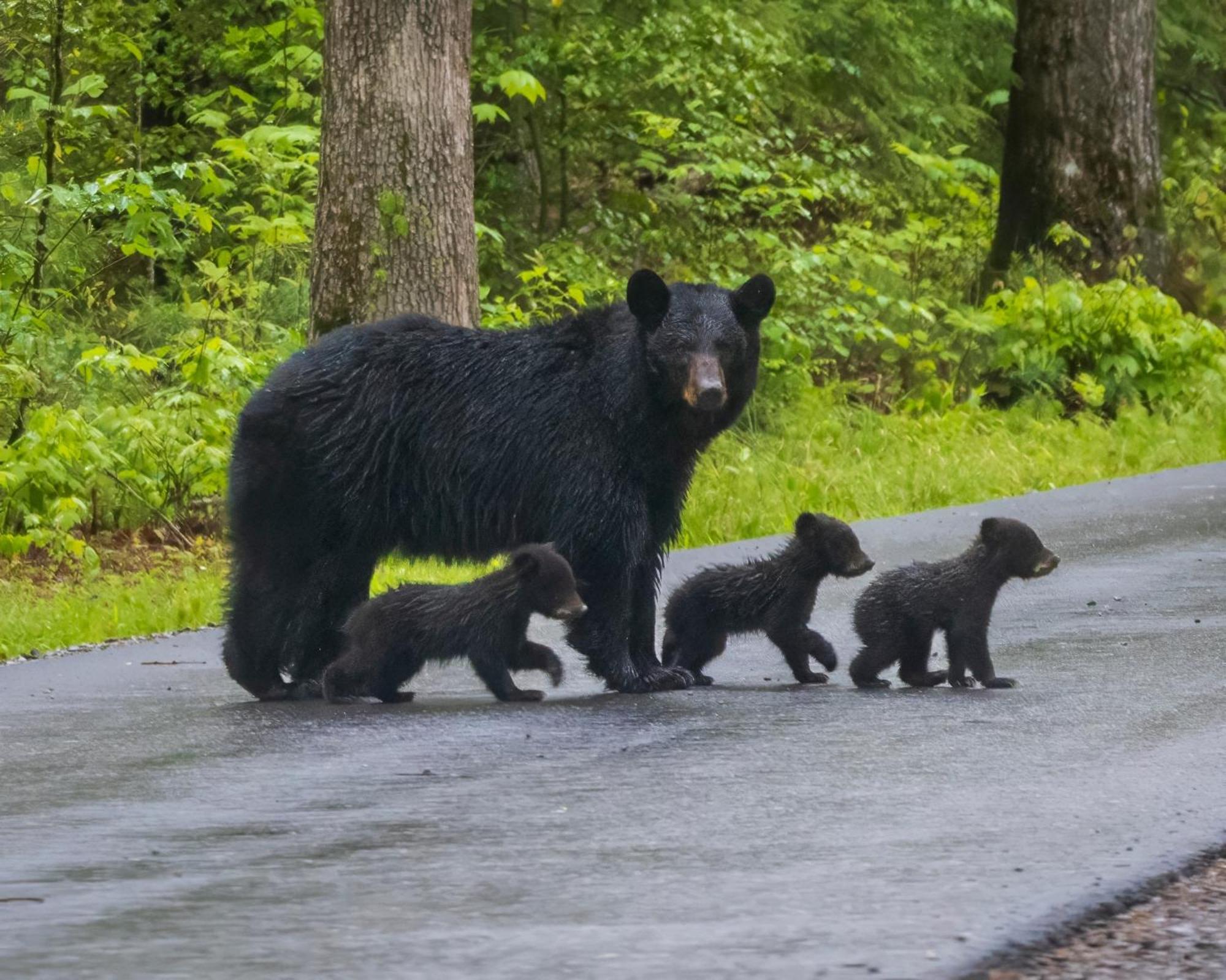 Heavenly Bear, Hot Tub, 1089 Of Free Attraction Tickets For Each Paid Day, Dollywood And More Sevierville Eksteriør billede